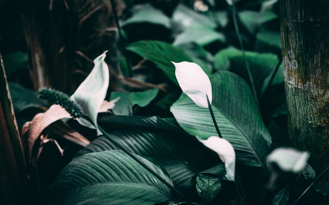 Flowers and Plants for 2026.